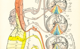 Semiologie des affections du système nerveux | Joseph Jules Dejerine (1849-1917)