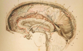 Historia de la neuroanatomía